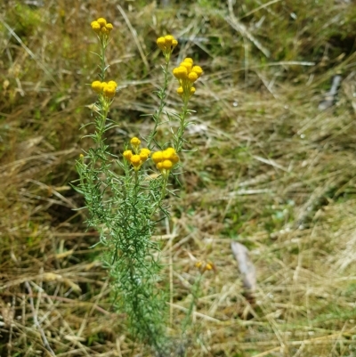 Chrysocephalum semipapposum (Clustered Everlasting) at Tinderry, NSW - 20 Apr 2023 by danswell