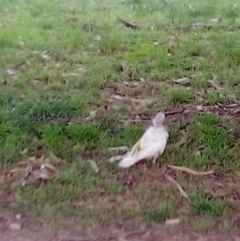 Cacatua galerita (Sulphur-crested Cockatoo) at Garran, ACT - 20 Apr 2023 by MichaelMulvaney