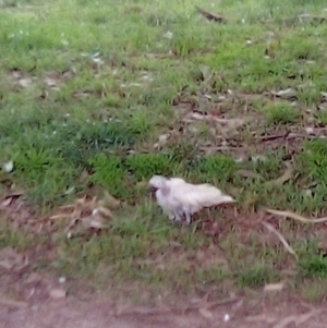 Cacatua galerita at Garran, ACT - 20 Apr 2023 05:07 PM