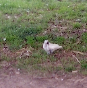 Cacatua galerita at Garran, ACT - 20 Apr 2023