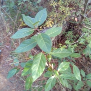 Viburnum tinus at Red Hill, ACT - 20 Apr 2023