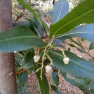 Arbutus unedo at Red Hill, ACT - 20 Apr 2023 06:39 PM