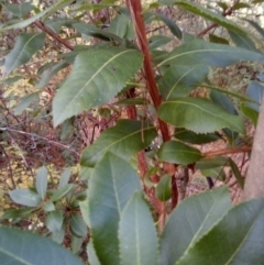 Arbutus unedo at Red Hill, ACT - 20 Apr 2023