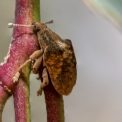 Gonipterus scutellatus (Eucalyptus snout beetle, gum tree weevil) at Red Hill Nature Reserve - 21 Mar 2023 by AlisonMilton