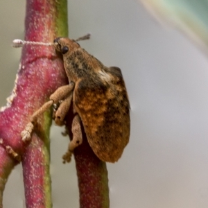 Gonipterus scutellatus at Deakin, ACT - 22 Mar 2023