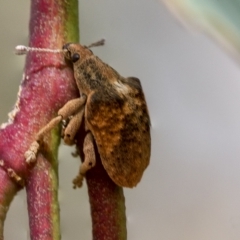 Gonipterus scutellatus (Eucalyptus snout beetle, gum tree weevil) at Deakin, ACT - 21 Mar 2023 by AlisonMilton
