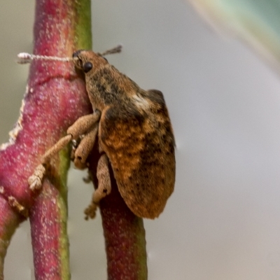 Gonipterus scutellatus (Eucalyptus snout beetle, gum tree weevil) at Deakin, ACT - 21 Mar 2023 by AlisonMilton