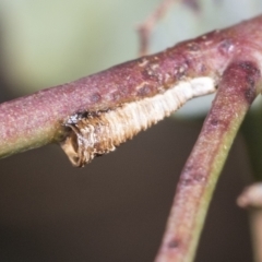 Chaetophyes compacta (Tube spittlebug) at Deakin, ACT - 21 Mar 2023 by AlisonMilton