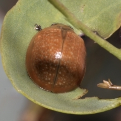 Paropsisterna cloelia (Eucalyptus variegated beetle) at Deakin, ACT - 22 Mar 2023 by AlisonMilton