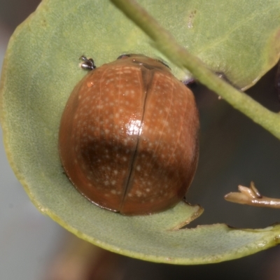 Paropsisterna cloelia (Eucalyptus variegated beetle) at Deakin, ACT - 21 Mar 2023 by AlisonMilton