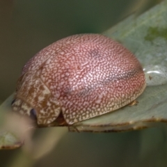 Paropsis atomaria (Eucalyptus leaf beetle) at Deakin, ACT - 21 Mar 2023 by AlisonMilton