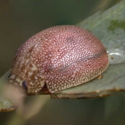 Paropsis atomaria (Eucalyptus leaf beetle) at Deakin, ACT - 21 Mar 2023 by AlisonMilton