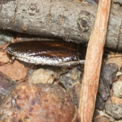 Johnrehnia concisa (A native cockroach) at Deakin, ACT - 22 Mar 2023 by AlisonMilton