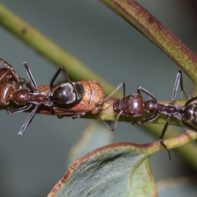 Iridomyrmex purpureus (Meat Ant) at Deakin, ACT - 21 Mar 2023 by AlisonMilton