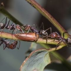 Iridomyrmex purpureus at Deakin, ACT - 22 Mar 2023