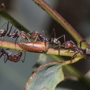 Iridomyrmex purpureus at Deakin, ACT - 22 Mar 2023