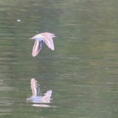 Actitis hypoleucos (Common Sandpiper) at Greenway, ACT - 20 Apr 2023 by RodDeb
