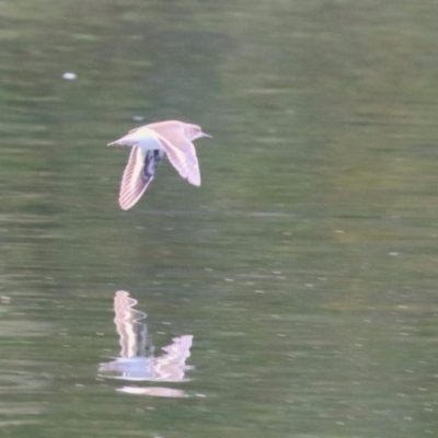 Actitis hypoleucos (Common Sandpiper) at Greenway, ACT - 20 Apr 2023 by RodDeb