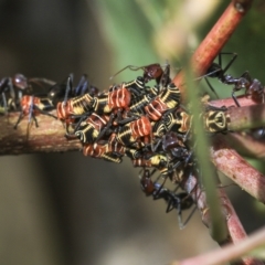 Eurymeloides pulchra (Gumtree hopper) at Deakin, ACT - 22 Mar 2023 by AlisonMilton