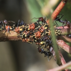 Eurymeloides pulchra (Gumtree hopper) at Deakin, ACT - 21 Mar 2023 by AlisonMilton