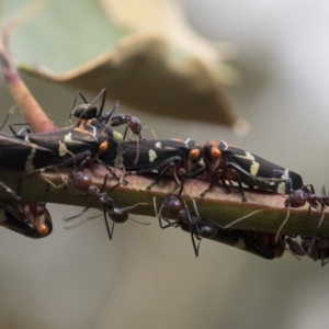 Eurymeloides pulchra at Deakin, ACT - 22 Mar 2023