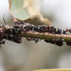 Eurymeloides pulchra at Deakin, ACT - 22 Mar 2023