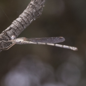 Austrolestes sp. (genus) at Deakin, ACT - 22 Mar 2023