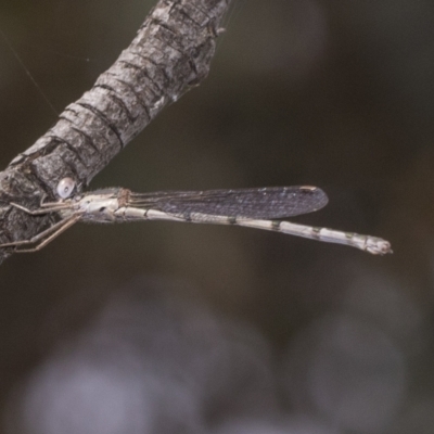 Austrolestes sp. (genus) (Ringtail damselfy) at Red Hill Nature Reserve - 21 Mar 2023 by AlisonMilton