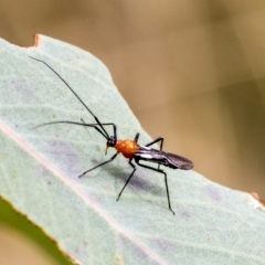 Rayieria basifer (Braconid-mimic plant bug) at Red Hill Nature Reserve - 21 Mar 2023 by AlisonMilton