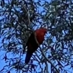 Alisterus scapularis (Australian King-Parrot) at Higgins, ACT - 20 Apr 2023 by Jillw