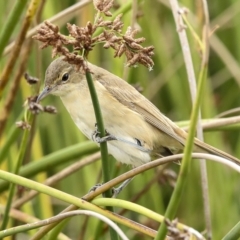 Acrocephalus australis (Australian Reed-Warbler) at Holt, ACT - 21 Mar 2023 by AlisonMilton