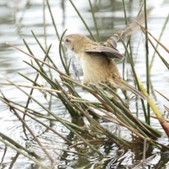 Poodytes gramineus (Little Grassbird) at Holt, ACT - 21 Mar 2023 by AlisonMilton