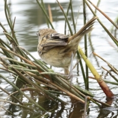 Poodytes gramineus at Holt, ACT - 21 Mar 2023