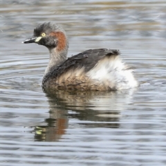 Tachybaptus novaehollandiae (Australasian Grebe) at Holt, ACT - 21 Mar 2023 by AlisonMilton