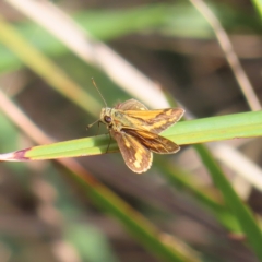 Ocybadistes walkeri (Green Grass-dart) at Kambah, ACT - 20 Apr 2023 by MatthewFrawley