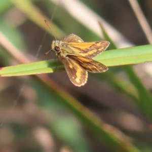 Ocybadistes walkeri at Kambah, ACT - 20 Apr 2023