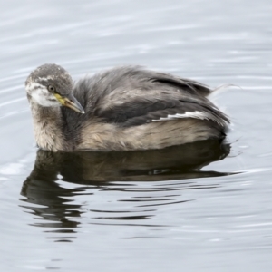 Tachybaptus novaehollandiae at Holt, ACT - 21 Mar 2023