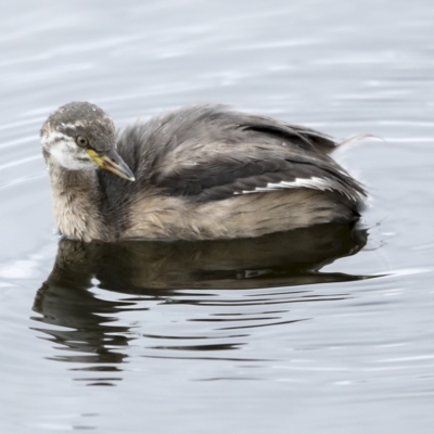 Tachybaptus novaehollandiae (Australasian Grebe) at Holt, ACT - 21 Mar 2023 by AlisonMilton
