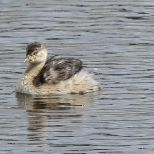 Tachybaptus novaehollandiae at Holt, ACT - 21 Mar 2023