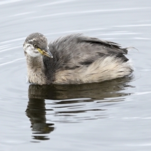 Tachybaptus novaehollandiae at Holt, ACT - 21 Mar 2023