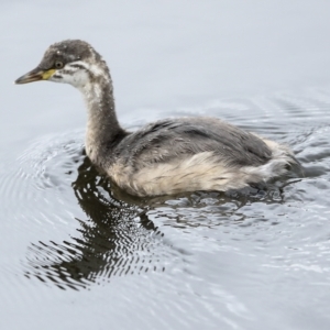 Tachybaptus novaehollandiae at Holt, ACT - 21 Mar 2023