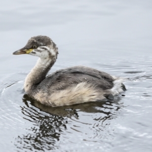 Tachybaptus novaehollandiae at Holt, ACT - 21 Mar 2023