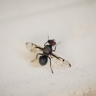 Pogonortalis doclea (Boatman fly) at Wingecarribee Local Government Area - 18 Apr 2023 by Boobook38