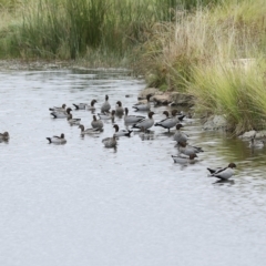 Chenonetta jubata (Australian Wood Duck) at Holt, ACT - 21 Mar 2023 by AlisonMilton