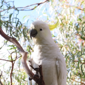 Cacatua galerita at Kambah, ACT - 20 Apr 2023