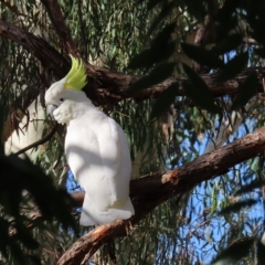 Cacatua galerita at Kambah, ACT - 20 Apr 2023