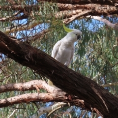 Cacatua galerita at Kambah, ACT - 20 Apr 2023