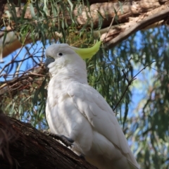 Cacatua galerita at Kambah, ACT - 20 Apr 2023