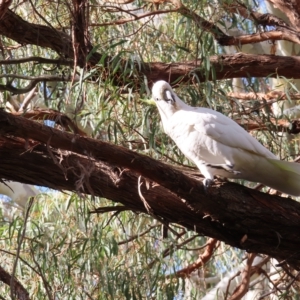 Cacatua galerita at Kambah, ACT - 20 Apr 2023