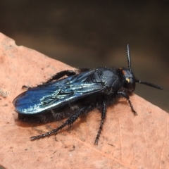 Scoliidae sp. (family) (Unidentified Hairy Flower Wasp) at ANBG - 20 Apr 2023 by HelenCross